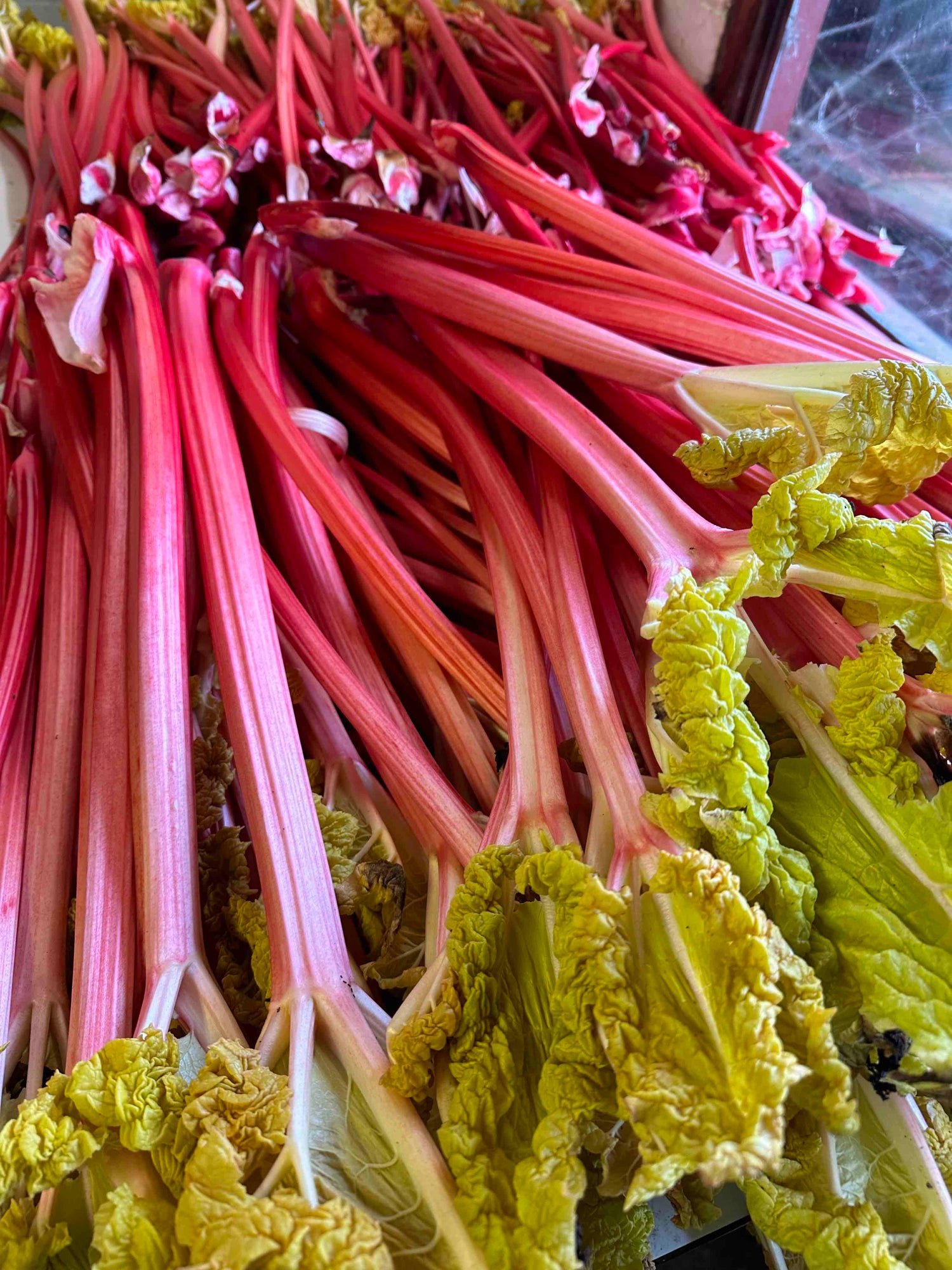 Rhubarb Preserve Bundle- Save 10%